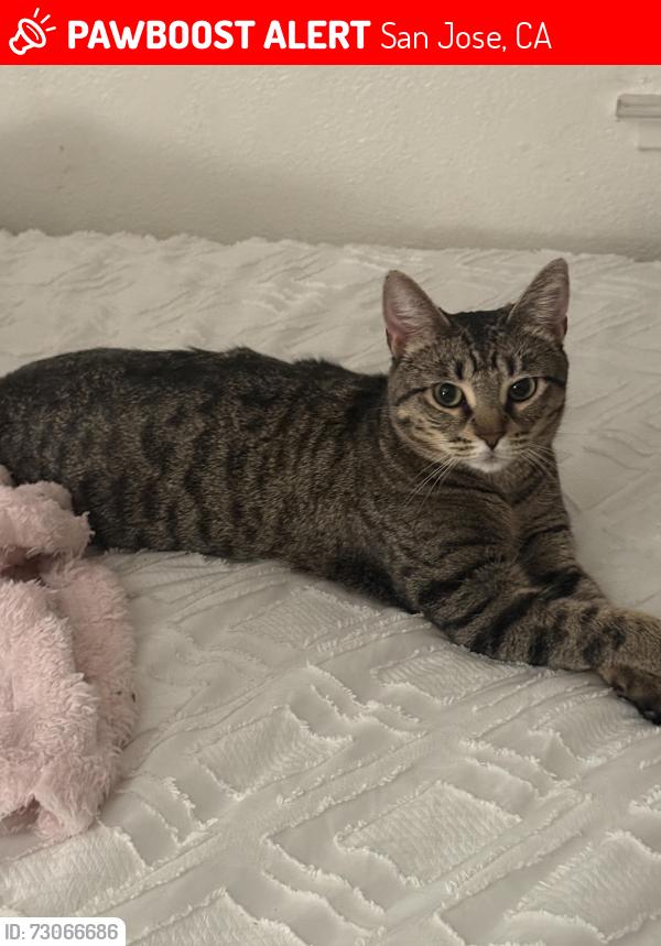 Lost Female Cat last seen safeway on branham lane, San Jose, CA 95118