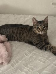Lost Female Cat last seen safeway on branham lane, San Jose, CA 95118