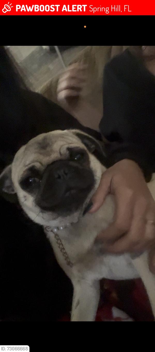 Lost Female Dog last seen California St & Blair Ave, Spring Hill, FL 34604
