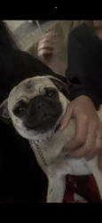 Lost Female Dog last seen California St & Blair Ave, Spring Hill, FL 34604