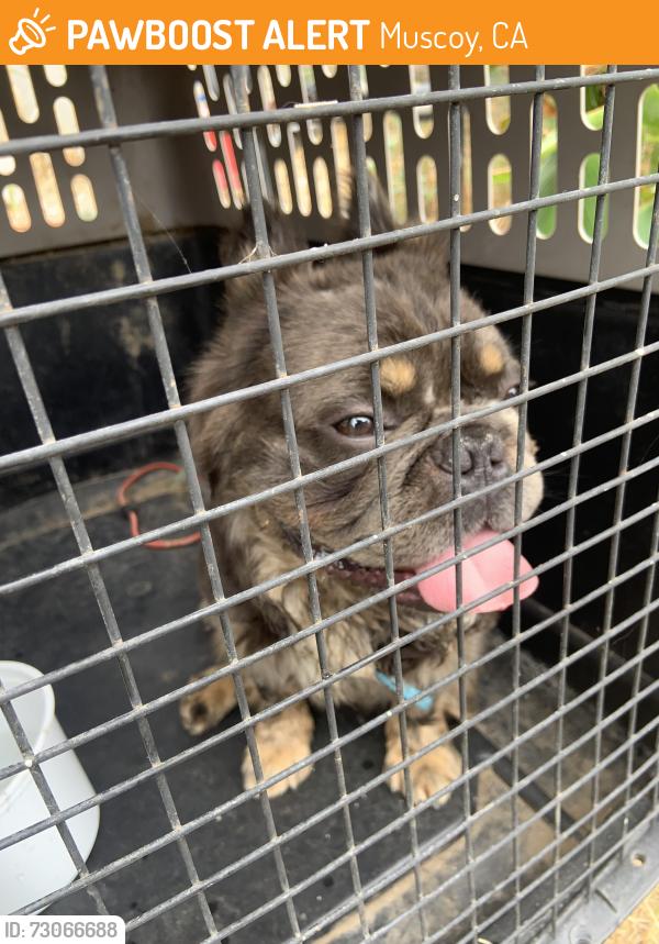 Found/Stray Male Dog last seen Near w 3rd ave, Muscoy, CA 92407