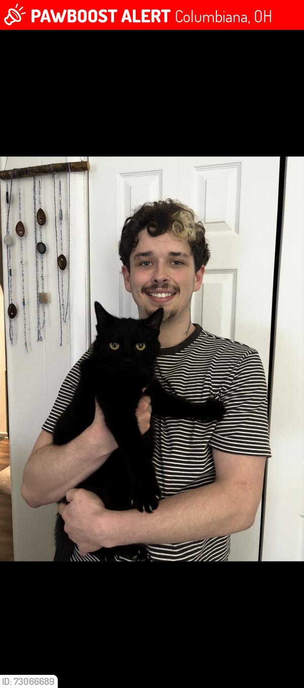 Lost Male Cat last seen Detweiler Road, Columbiana, Ohio, 44408, Columbiana, OH 44408