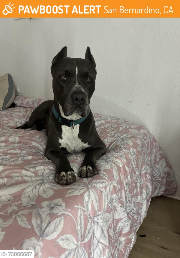 Found/Stray Female Dog last seen Campo park, San Bernardino, CA 92405