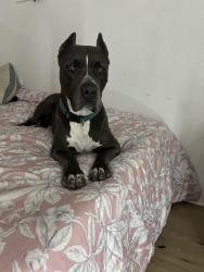 Found/Stray Female Dog last seen Campo park, San Bernardino, CA 92405