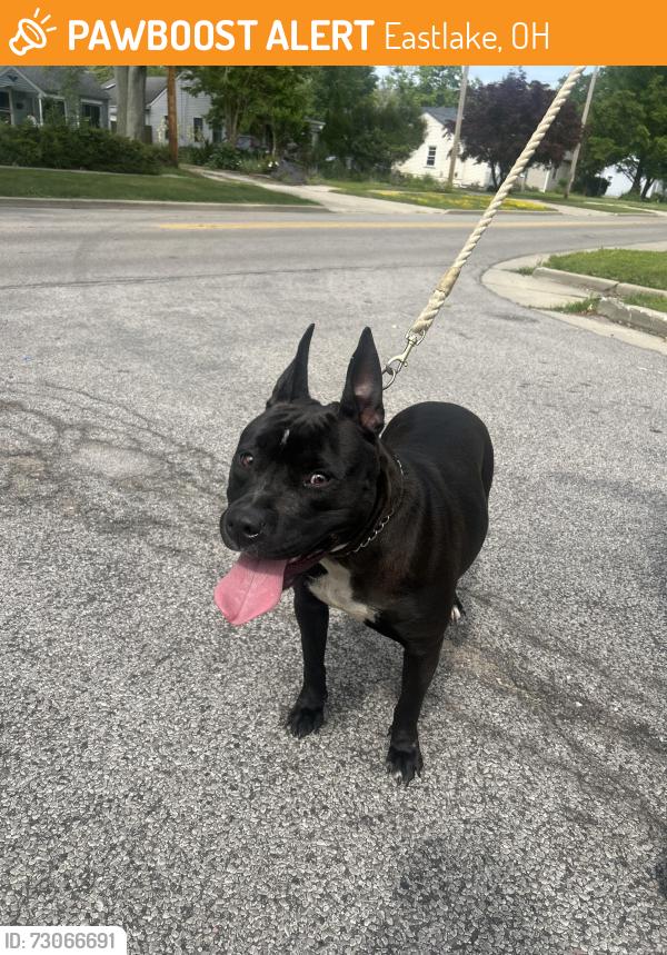 Found/Stray Female Dog last seen E 348th st and Beachpark, Eastlake, OH 44095