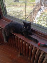 Lost Male Cat last seen Near capital, Battle Creek, MI 49017