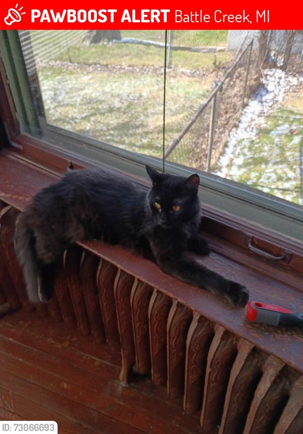 Lost Male Cat last seen Near capital, Battle Creek, MI 49017