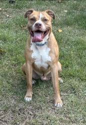 Found/Stray Male Dog last seen Sycamore Drive & Hawthorn - Pinewood Lakes, Hope Mills, NC 28348