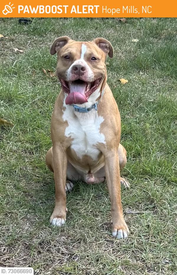 Found/Stray Male Dog last seen Sycamore Drive & Hawthorn - Pinewood Lakes, Hope Mills, NC 28348