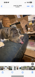 Lost Male Dog last seen Willamette and Bennett, Colorado Springs, CO 80909