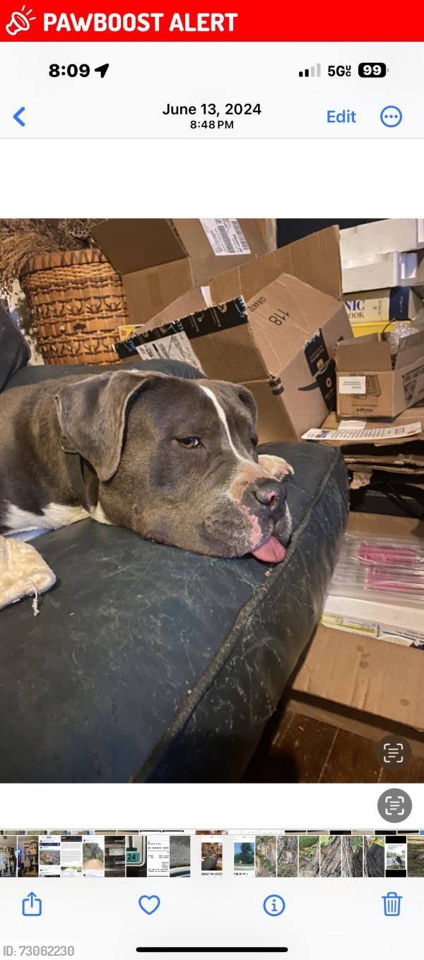 Lost Male Dog last seen Willamette and Bennett, Colorado Springs, CO 80909