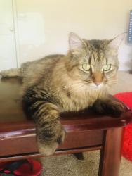 Lost Female Cat last seen Lake ridge apmts, Dunwoody, GA 30338