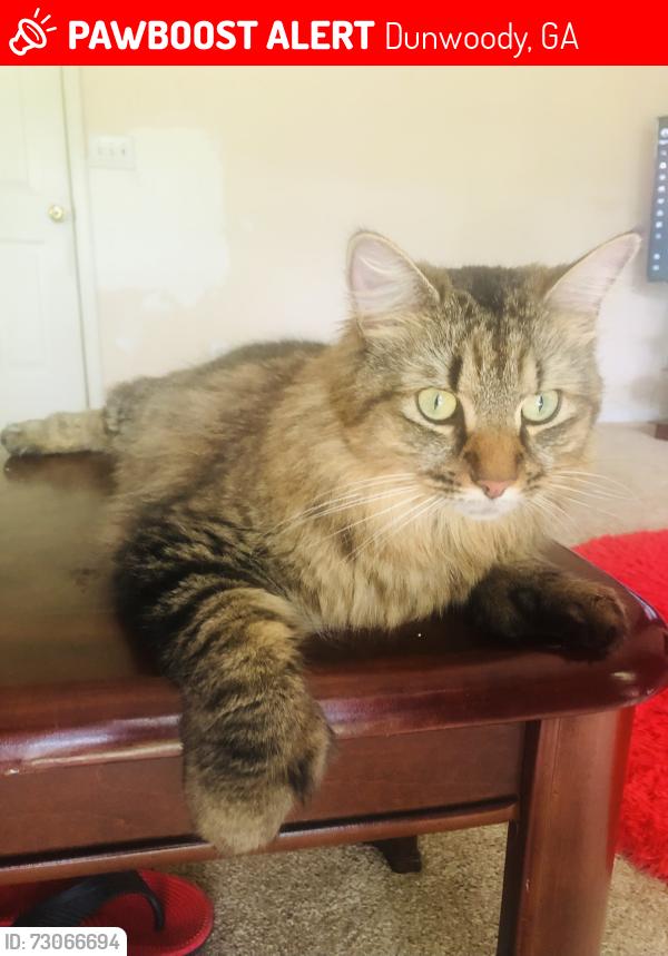 Lost Female Cat last seen Lake ridge apmts, Dunwoody, GA 30338