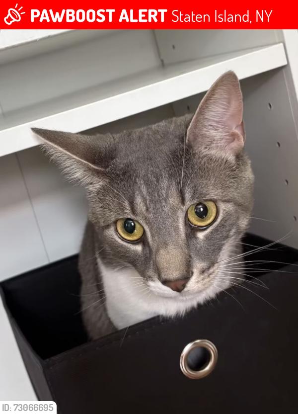 Lost Male Cat last seen Victory Blvd, Staten Island, NY 10301