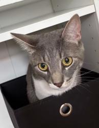 Lost Male Cat last seen Victory Blvd, Staten Island, NY 10301