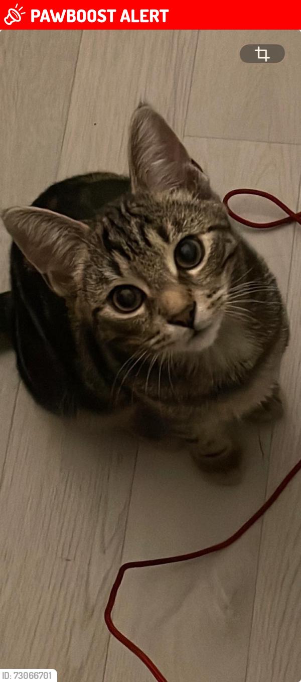 Lost Male Cat last seen Was fake gardens gunthrorpe PE4 7ZT, Peterborough, England PE4 7ZT