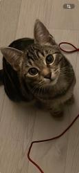 Lost Male Cat last seen Was fake gardens gunthrorpe PE4 7ZT, Peterborough, England PE4 7ZT