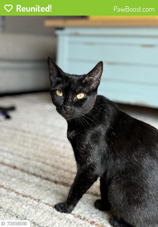 Reunited Female Cat last seen Cardinal St, Lodi, CA 95240