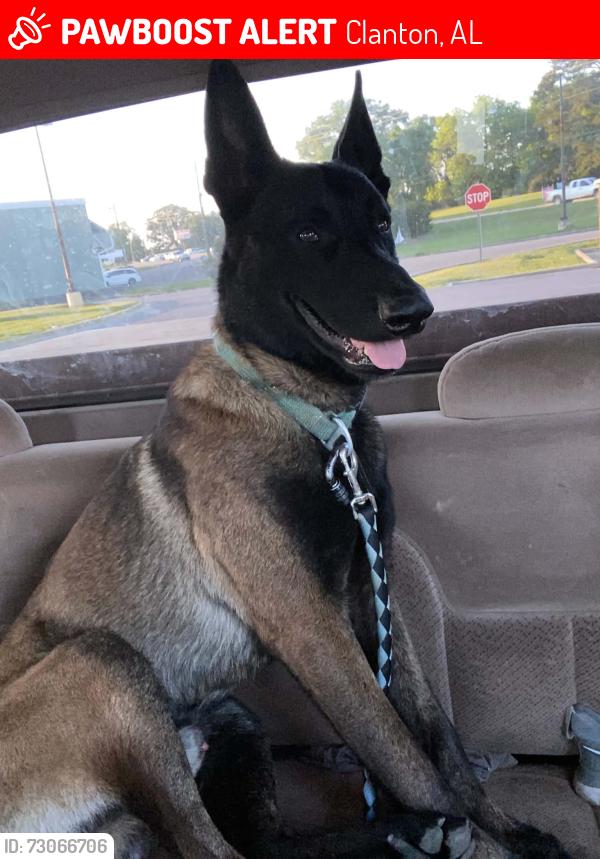 Lost Male Dog last seen HWY 145 CLANTON ALABAMA 35046, Clanton, AL 35045