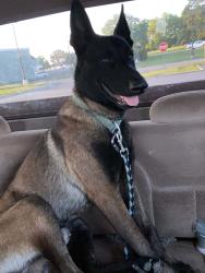 Lost Male Dog last seen HWY 145 CLANTON ALABAMA 35046, Clanton, AL 35045