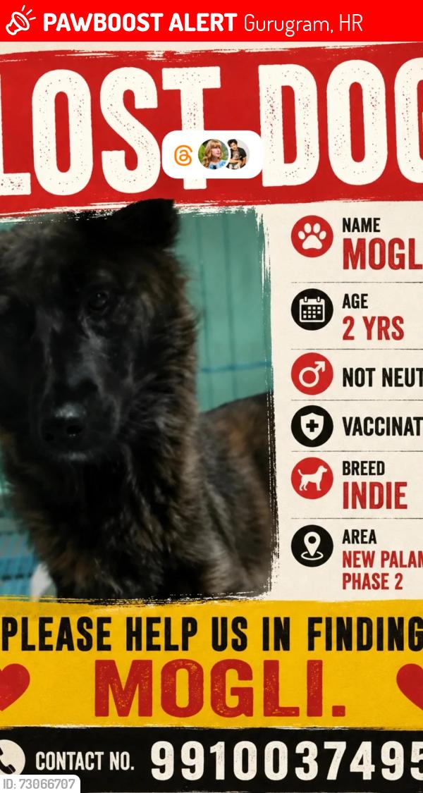 Lost Female Dog last seen Block E, Gurugram, HR 