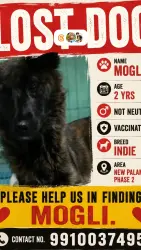 Lost Female Dog last seen Block E, Gurugram, HR 