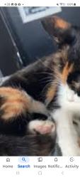 Lost Female Cat last seen 44th street and Bergen Turnpike , North Bergen, NJ 07047