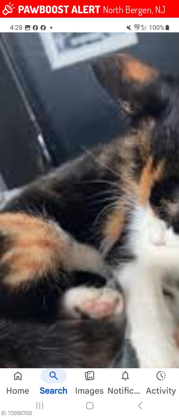 Lost Female Cat last seen 44th street and Bergen Turnpike , North Bergen, NJ 07047