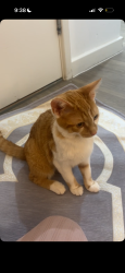 Reunited Male Cat last seen Saint Olave’s Road , Greater London, England E6 2PA