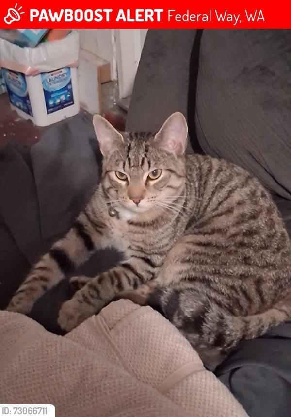 Lost Male Cat last seen 320th ST Library, Federal Way, WA 98003