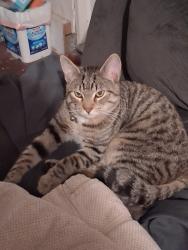 Lost Male Cat last seen 320th ST Library, Federal Way, WA 98003