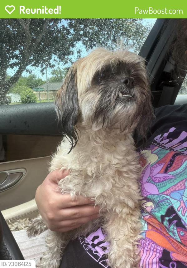Reunited Female Dog last seen Addison and Amherst, Spring Hill, FL 34609