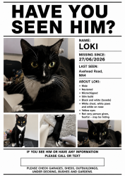 Reunited Male Cat last seen Axe head road. Nn4 , West Northamptonshire, England NN4 8TF