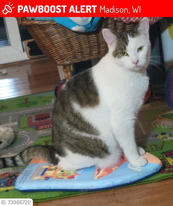 Lost Male Cat last seen Milwaukee st, Madison, WI 53714
