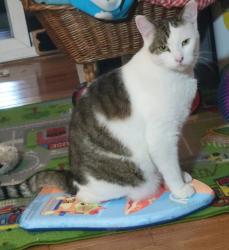 Lost Male Cat last seen Milwaukee st, Madison, WI 53714