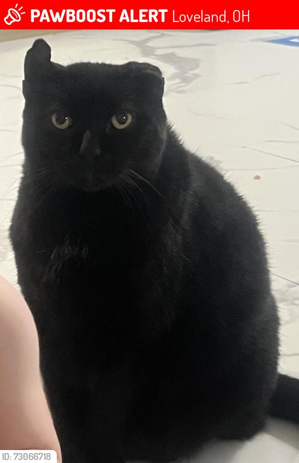 Lost Male Cat last seen Angela Drive , Loveland, OH 45140