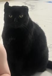 Lost Male Cat last seen Angela Drive , Loveland, OH 45140
