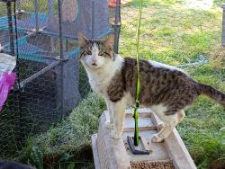 Lost Male Cat last seen Hoover school city park, Salem, OR 97301