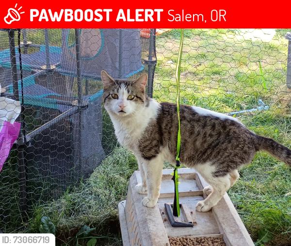 Lost Male Cat last seen Hoover school city park, Salem, OR 97301