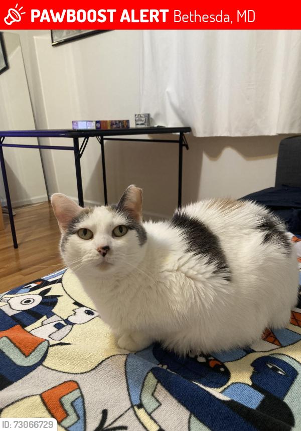 Lost Female Cat last seen Alta Vista Rd and Balfour Dr , Bethesda, MD 20814