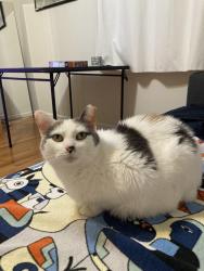 Lost Female Cat last seen Alta Vista Rd and Balfour Dr , Bethesda, MD 20814