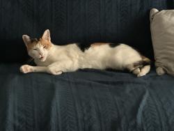 Lost Female Cat last seen Near trail side dr, Houston, TX 77040