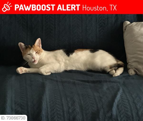 Lost Female Cat last seen Near trail side dr, Houston, TX 77040