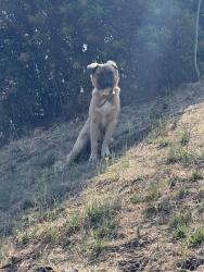 Reunited Male Dog last seen Verdugo hills high school, Los Angeles, CA 91352
