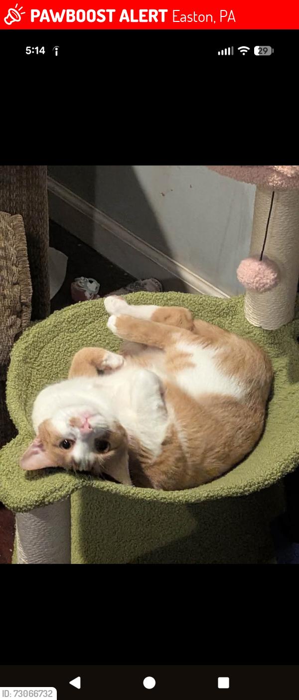 Lost Female Cat last seen Near w kleinhans st Easton , Easton, PA 18042