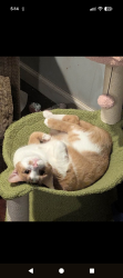 Lost Female Cat last seen Near w kleinhans st Easton , Easton, PA 18042
