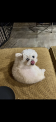 Lost Female Dog last seen Lakeside drive, Claremont, NC 28610