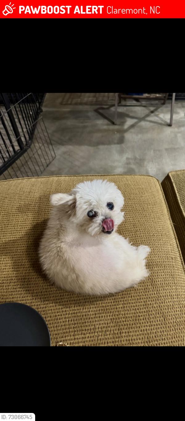 Lost Female Dog last seen Lakeside drive, Claremont, NC 28610