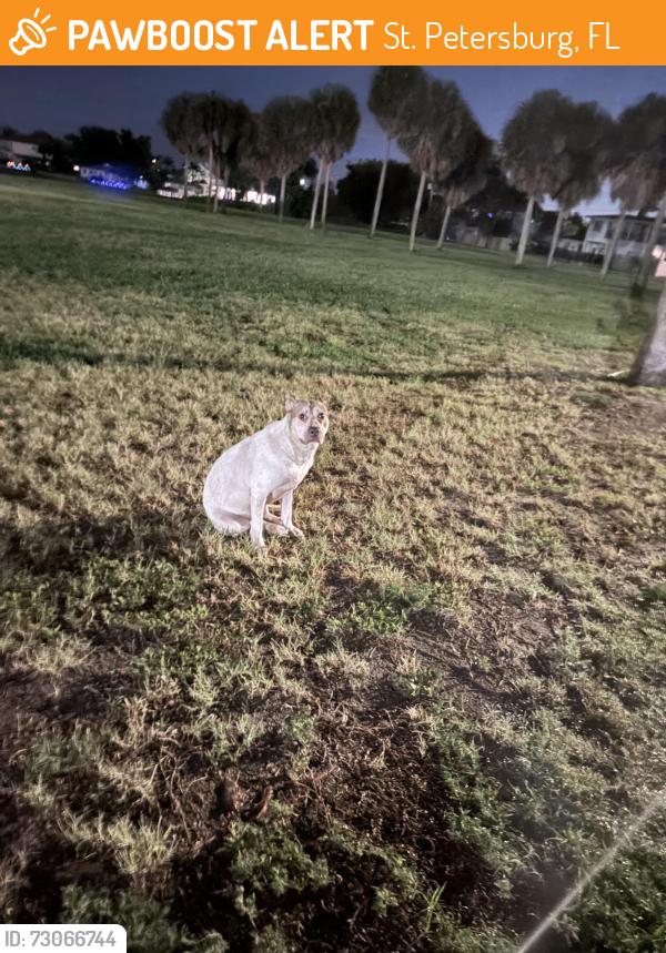 Found/Stray Female Dog last seen Lassing park , , St. Petersburg, FL 33705