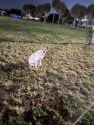 Found/Stray Female Dog last seen Lassing park , , St. Petersburg, FL 33705